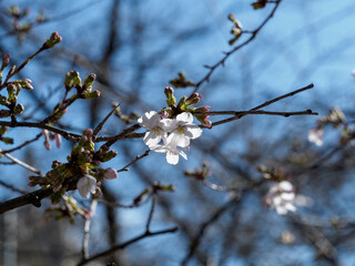 桜咲く