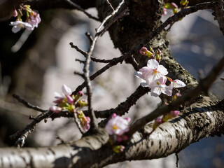 桜咲く