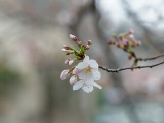 Obraz premium 桜咲く