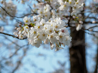 桜咲く