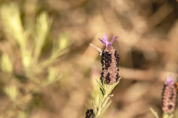 Pequeña mariposa posada mirándome