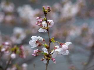 桜咲く