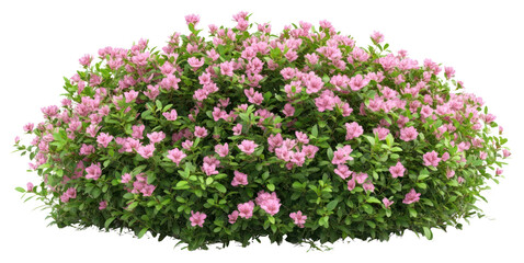 Fototapeta premium PNG Real pink flower bushes flowers blossoms plant.