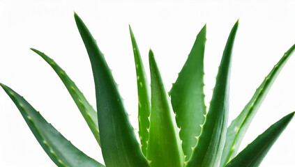 Aloe Vera Plant Closeup