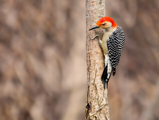 Red-bellied woodpecker, Melanerpes carolinus, perched on the side of a tree