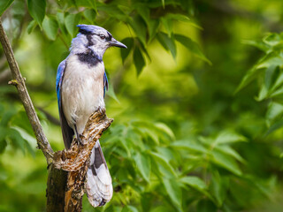 Blue Jay perched on a tree branch