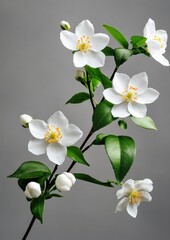 Fototapeta premium A beautiful arrangement of white jasmine flowers with vibrant yellow centers, complemented by lush green leaves and unopened buds, set against a subtle gray backdrop.
