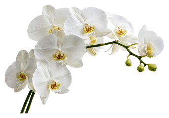 Obraz na płótnie Canvas White orchids bloom gracefully in natural light isolated on transparent background