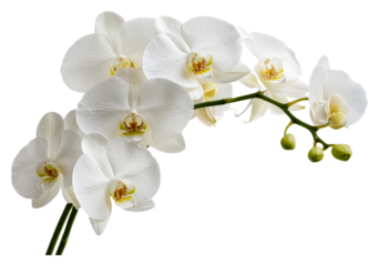 White orchids bloom gracefully in natural light isolated on transparent background