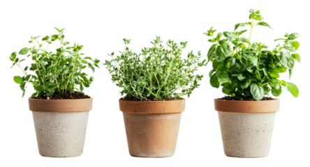 Fresh herbs in clay pots growing indoors isolated on transparent background