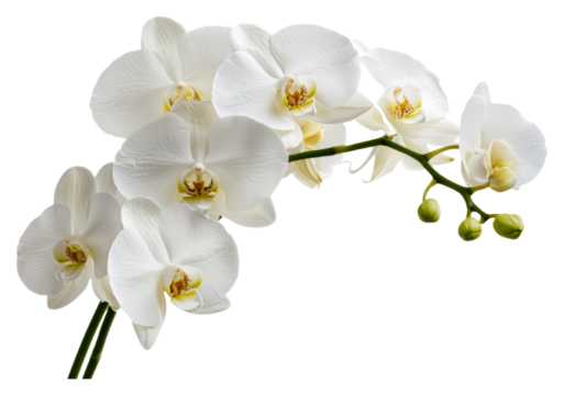 White orchids bloom gracefully in natural light isolated on transparent background