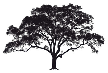 Majestic silhouette of a large tree at dusk isolated on transparent background