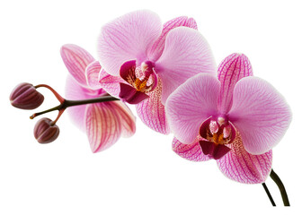 Obraz premium Delicate pink orchids bloom gracefully in sunlight isolated on transparent background