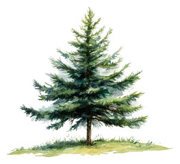 Fototapeta premium Green conifer tree on a grassy patch isolated on transparent background
