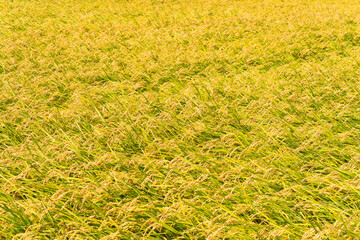 黄金色に実った稲穂　Rice ears