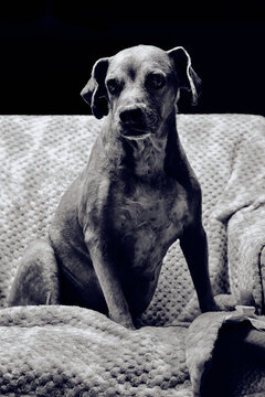 oOld dog over 15 years old. blanco y negro
