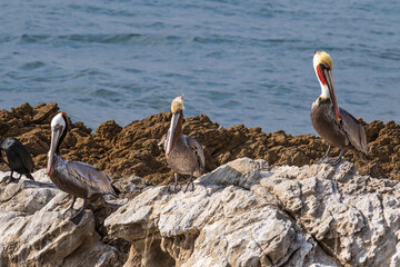 Three California Brown Pelicans (Pelecanus occidentalis), standing on rock near Malibu, California. Looking at camera. Pacific ocean in background. 
