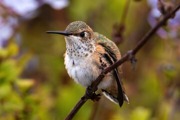 Closeup of young Anna's Hummingbird (Calypte anna) perched on branch in Laguna Beach, California. Flowers and green shrubs in background. 
