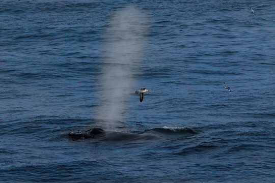 Humpback whale (Megaptera novaeangliae) blowing on ocean surface, near the Antarctic Peninsula. Wandering Albatros and Pintado Petrol flying nearby. 
