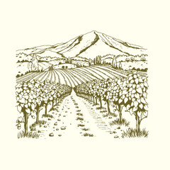 Vineyard vector hand-drawn illustration