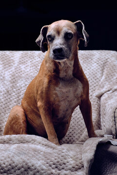 american staffordshire terrier puppy