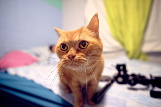 cat on the table