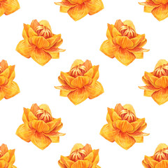 Seamless pattern with watercolor frying flowers Trollius on white background. Yellow orange summer wildflower. Herbs for aromatherapy and bouquet. Botanical art for spa sticker or wallpaper wrapping