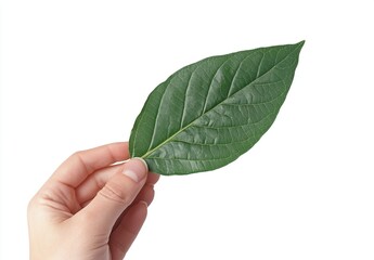 A hand holding a green leaf, isolated on white background with beautiful colors and perfect shape of hand and leaf. Different concept leaf shapes oval, truncated, elliptic, lanceolate and linear