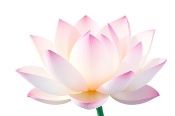 Delicate petals of a miracle flower radiate beauty and magic, symbolizing love and appreciation for Women's Day, Valentine's Day, and birthdays throughout spring