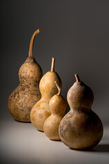 瓢箪 ひょうたん ヒョウタンの写真