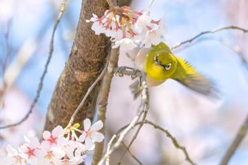 桜の木にとまって羽ばたくメジロ
