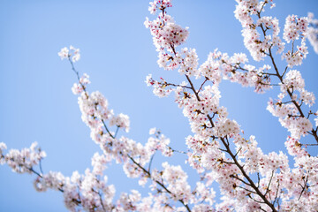 桜の花