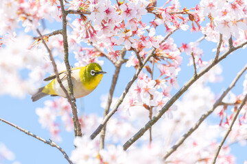 桜の木にとまって右を向いているメジロ
