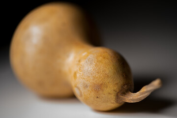 瓢箪 ひょうたん ヒョウタンの写真