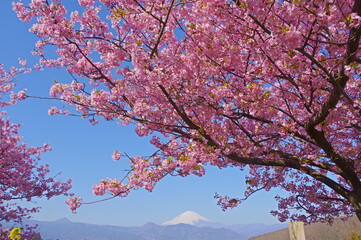 桜の向こうの富士