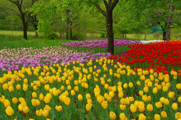 チューリップの公園