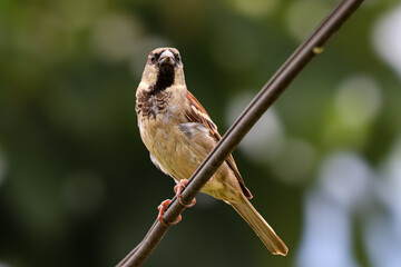 Beautiful and imposing bird looking to the side, from the genus Passer, from the family Passeridae, which is also known as sparrow