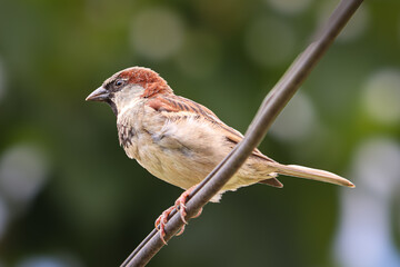 Beautiful and imposing bird seen from the side, of the genus Passer, of the family Passeridae, which is also known as sparrow