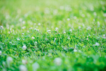 大きくボケた自然のイメージ