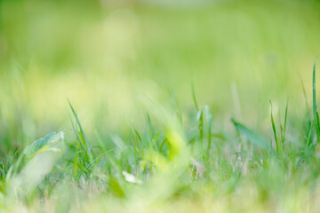 大きくボケた自然のイメージ