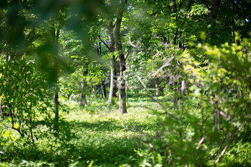 林のイメージ（前ボケ）