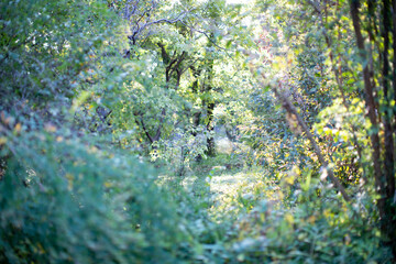 林のイメージ（前ボケ）