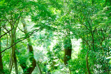 大きくボケた自然のイメージ