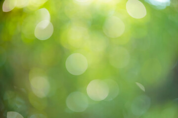 Obraz premium 玉ボケ・丸ボケ（ 森の木々）背景素材