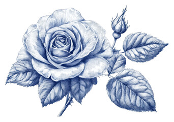 Detailed blue rose illustration isolated on transparent background
