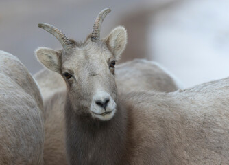 Bighorn Sheep Ewe