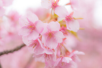 河津桜