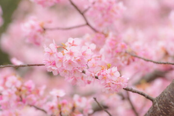 河津桜