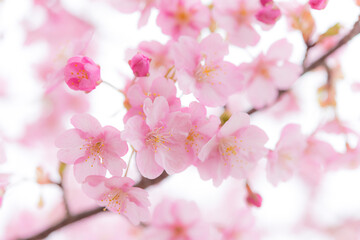 河津桜