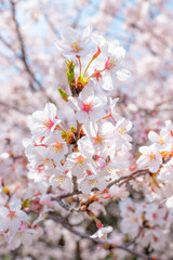 満開の桜